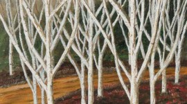 The Silver Birches