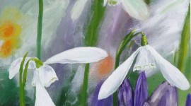 Snowdrops in the Border